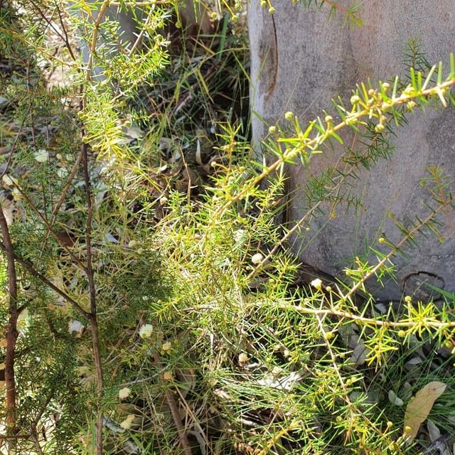 Acacia ulicifolia — flower