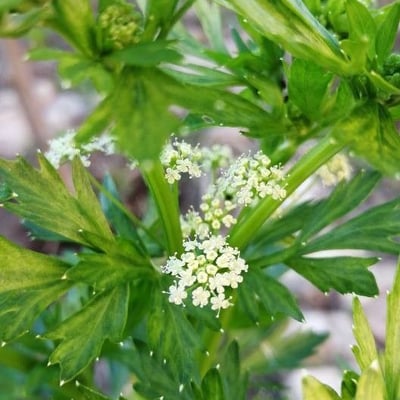Apium graveolens — flower