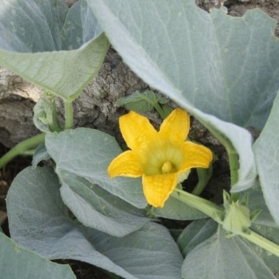 Cucurbita foetidissima — flower