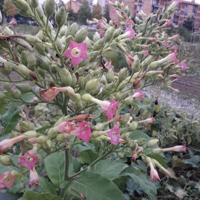 Nicotiana tabacum — flower
