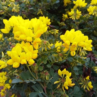 Coronilla coronata — flower