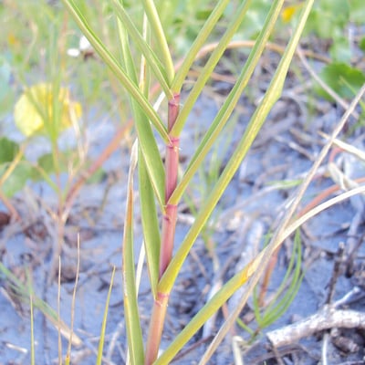 Sporobolus virginicus — leaf