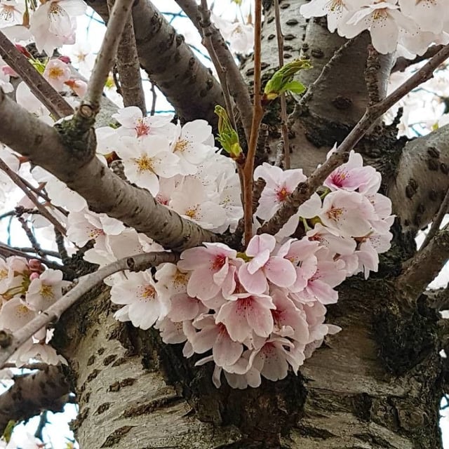 Prunus serrulata — flower