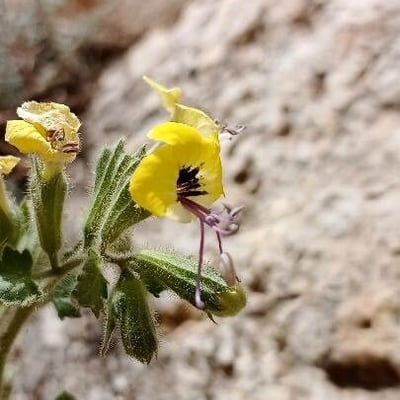 Hyoscyamus aureus — flower