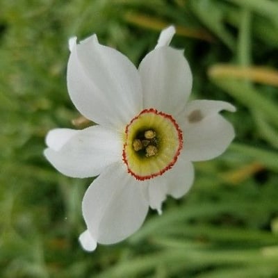 Narcissus poeticus — flower
