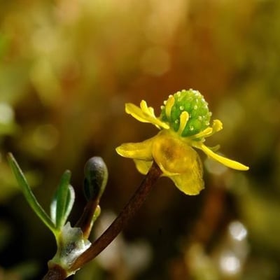 Ranunculus hyperboreus — flower
