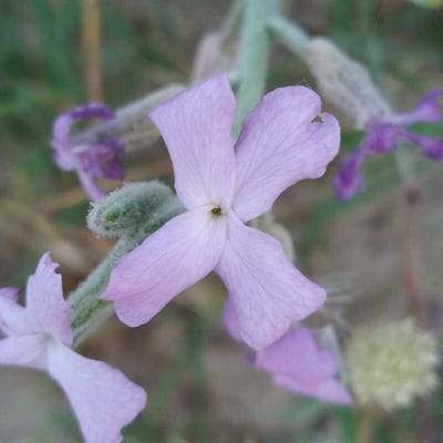 Matthiola sinuata — flower