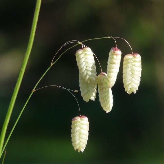 Briza maxima — flower