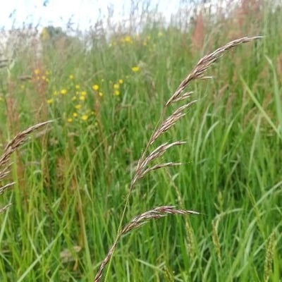 Calamagrostis purpurea — leaf