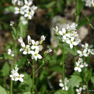 Arabidopsis arenosa — flower