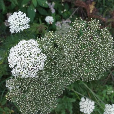 Selinum carvifolia — flower