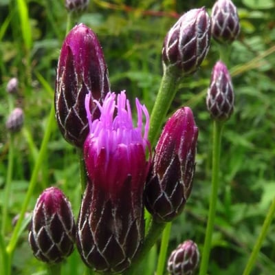 Serratula tinctoria — flower