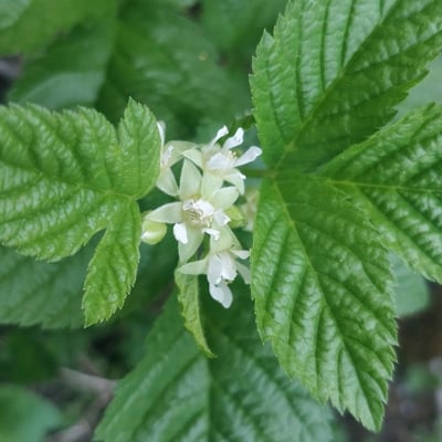 Rubus saxatilis — flower