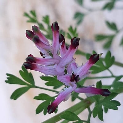 Fumaria muralis — flower