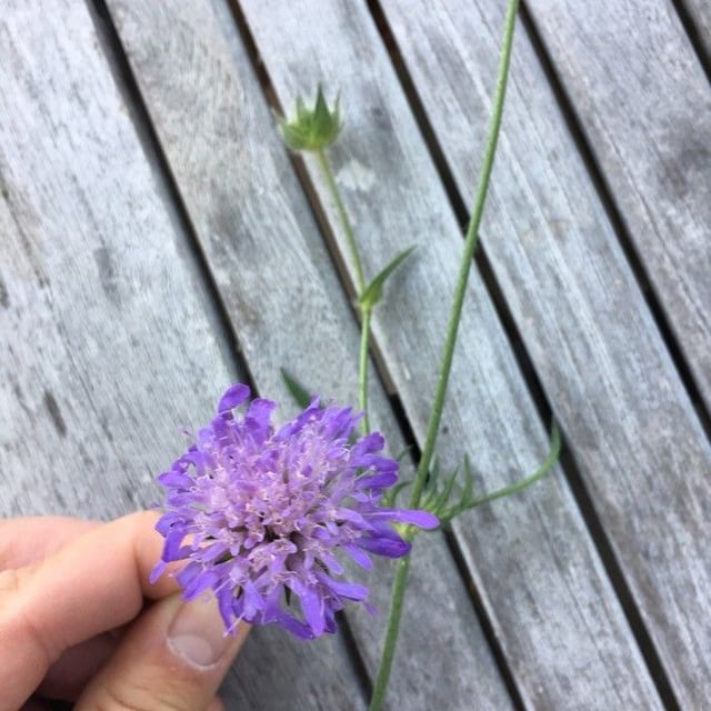 Rubus saxatilis — flower
