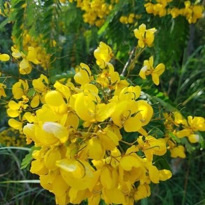 Senna siamea — flower