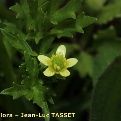 Ranunculus trilobus — flower