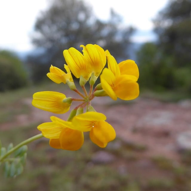 Coronilla minima — flower