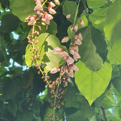Pongamia pinnata — flower