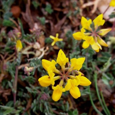 Coronilla minima — flower