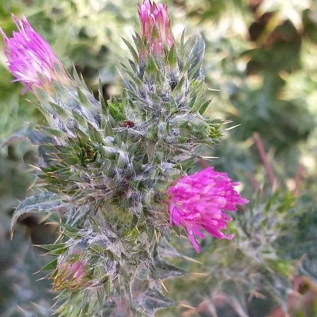 Carduus pycnocephalus — flower
