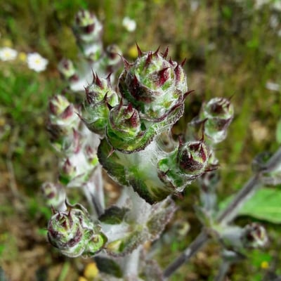 Salvia aethiopis — flower