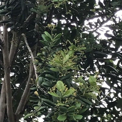 Pimenta dioica — flower