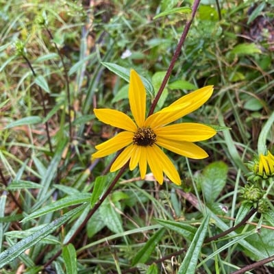 Helianthus angustifolius — flower