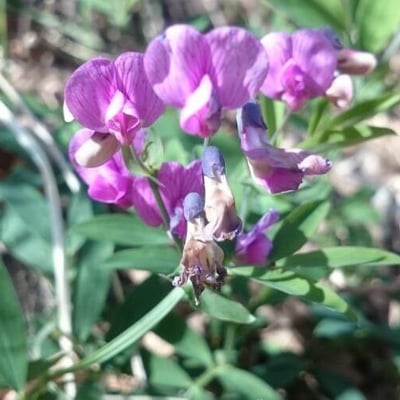 Lathyrus japonicus — flower