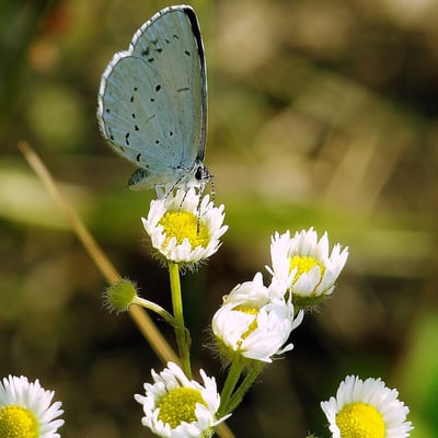 Erigeron annuus — flower