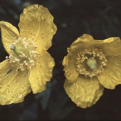 Papaver cambricum — flower