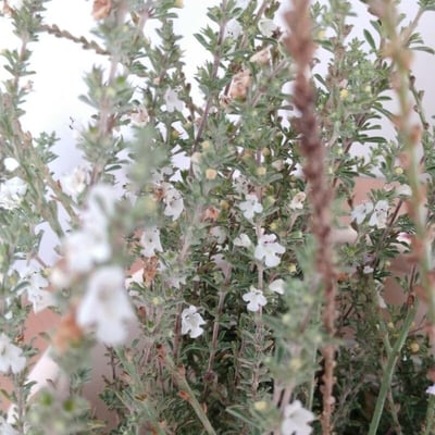 Satureja cuneifolia — flower