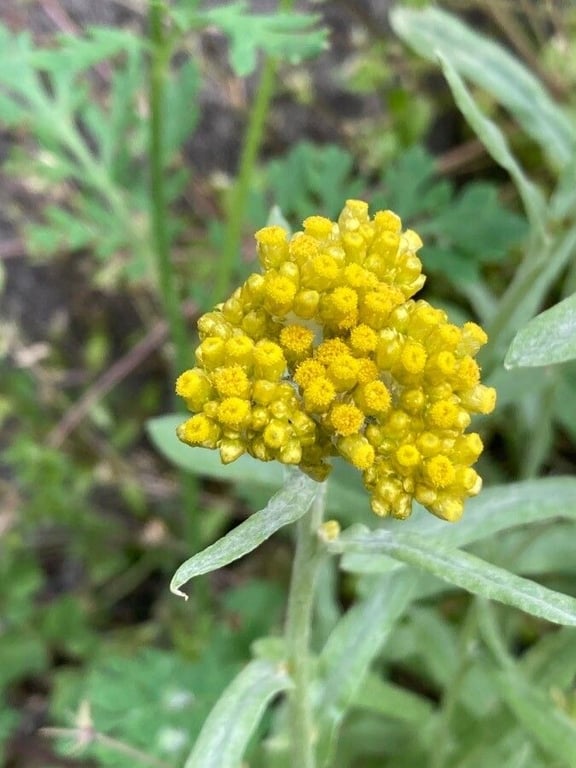 Pseudognaphalium affine