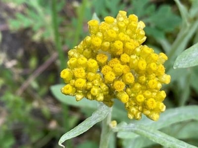 Pseudognaphalium affine