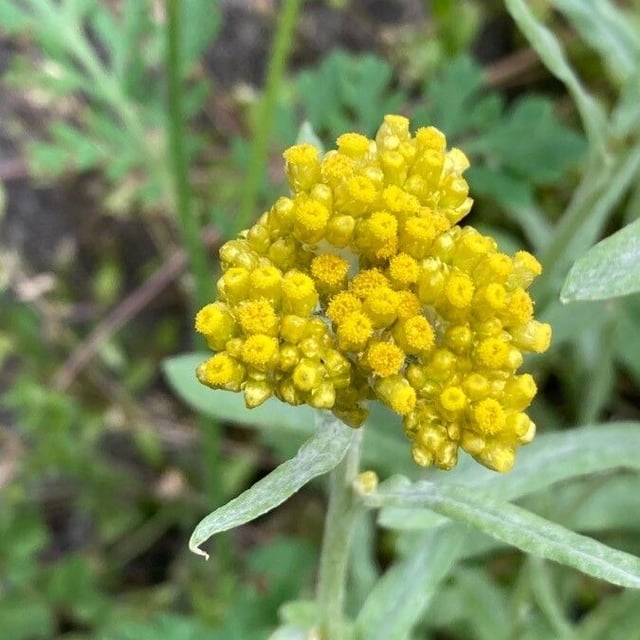 Pseudognaphalium affine