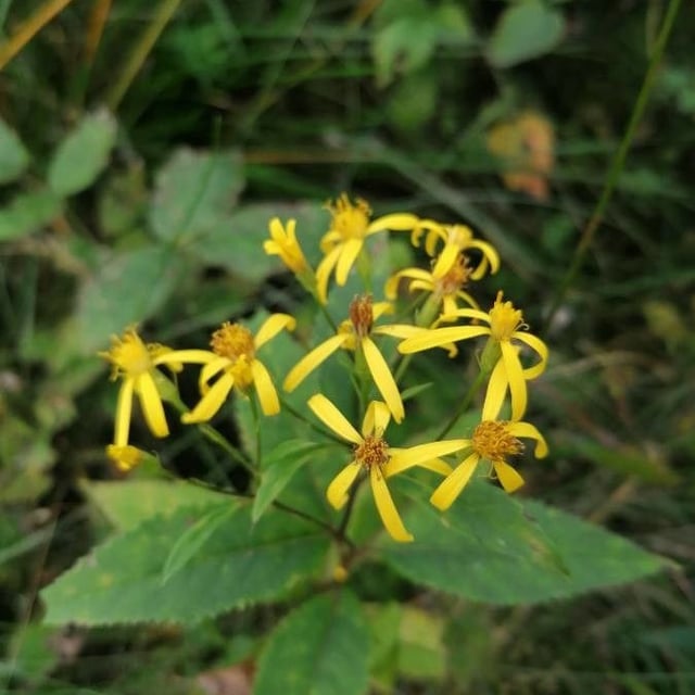 Senecio ovatus — flower