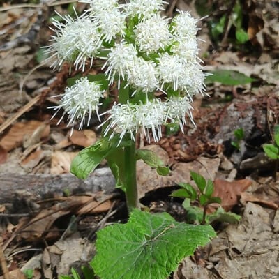 Petasites paradoxus — flower