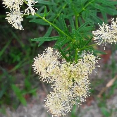 Thalictrum lucidum — flower