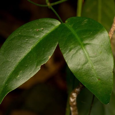 Entada phaseoloides — leaf