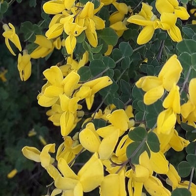 Cytisophyllum sessilifolium — flower