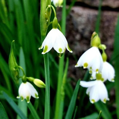 Leucojum aestivum — flower