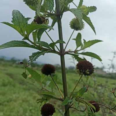 Hyptis capitata — flower
