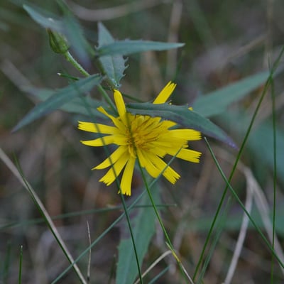 Hieracium sabaudum — flower