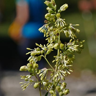 Thalictrum simplex — flower