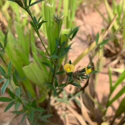 Stylosanthes guianensis — flower