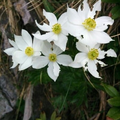Anemone narcissiflora — flower