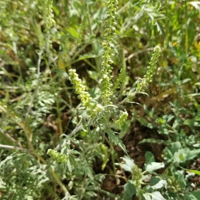Ambrosia psilostachya — flower