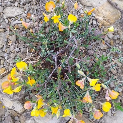 Argyrolobium zanonii — flower