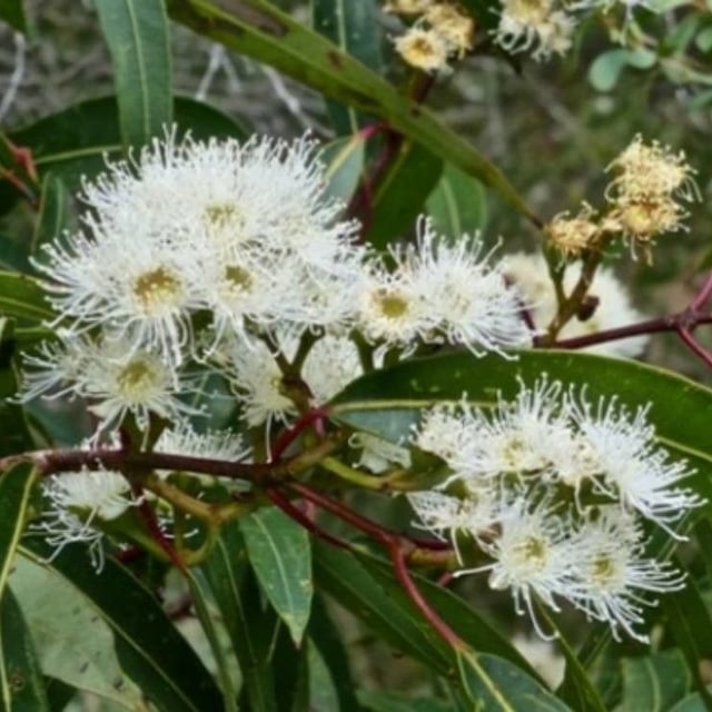 Angophora costata — flower
