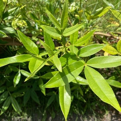 Zanthoxylum armatum — leaf